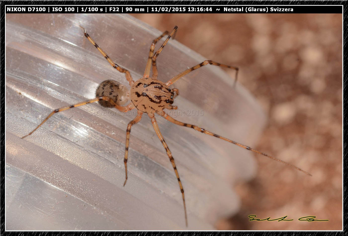 Scytodes sp. - Cagliari